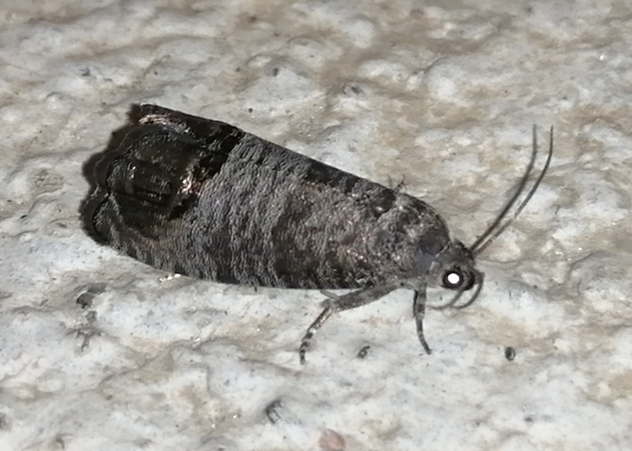 Cydia pomonella - almamoly