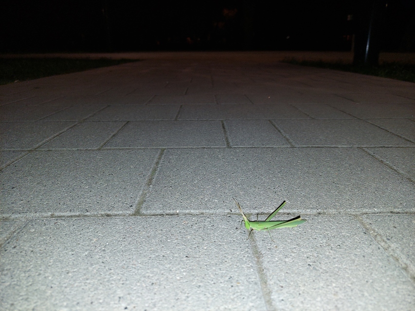 Acrida ungarica - sisakos sáska