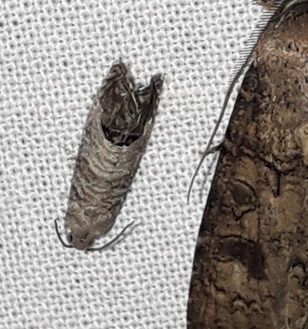 Cydia pomonella - almamoly