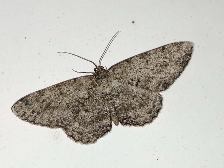 Hypomecis roboraria - nagy tölgyfaaraszoló