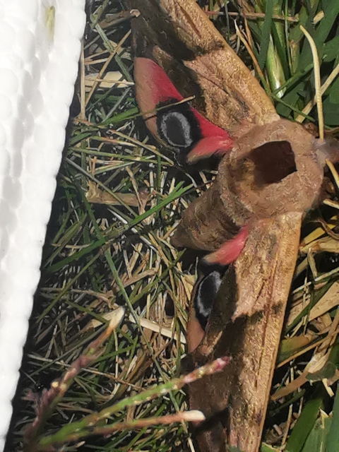 Smerinthus ocellatus - esti pávaszem