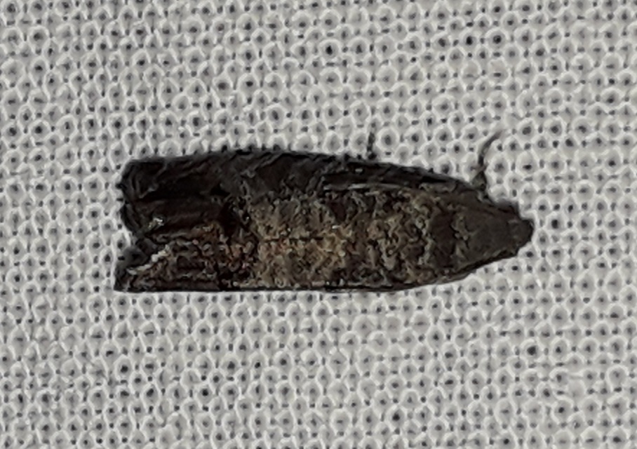 Cydia pomonella - almamoly