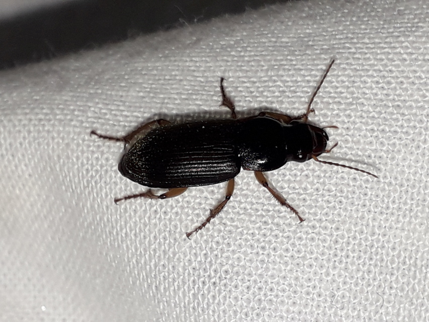 Harpalus griseus - kis selymesfutó