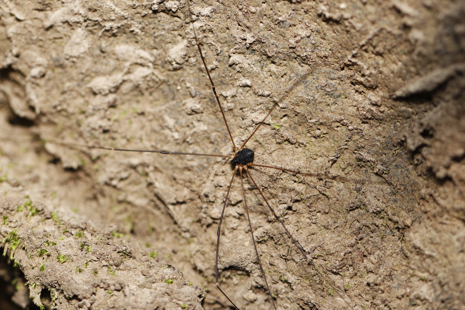 Leiobunum rupestre