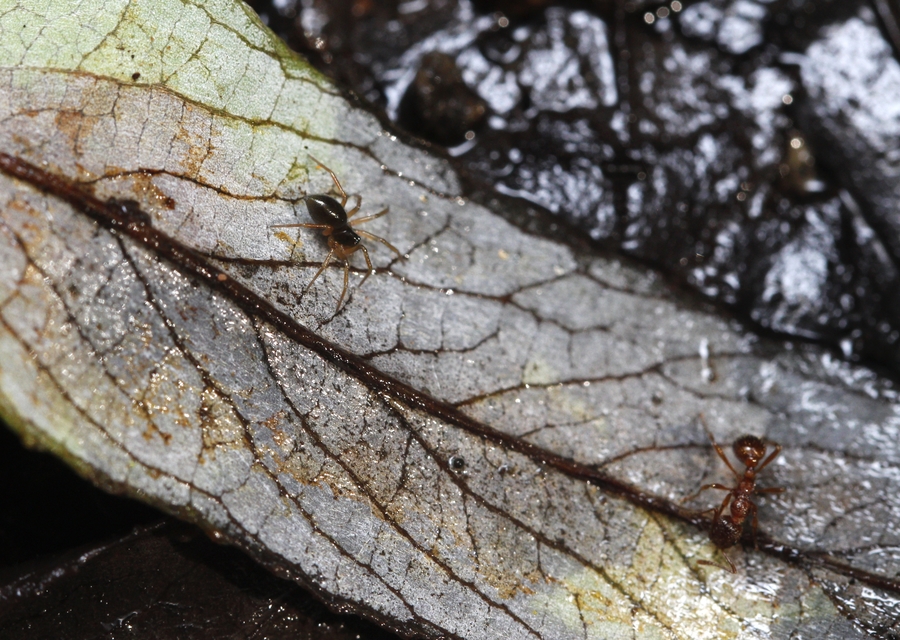 Linyphiidae - vitorláspókok