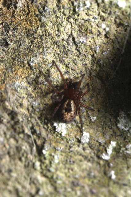Amaurobius fenestralis - ablakos eretnekpók