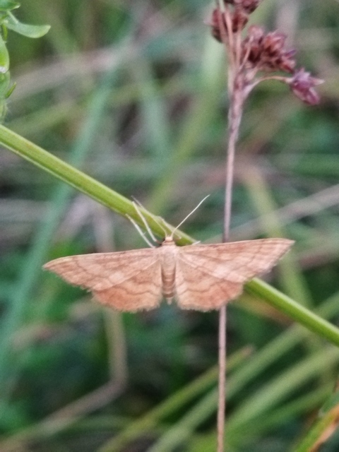 Idaea ochrata - okkerszínű sávosaraszoló