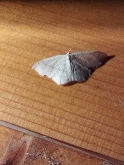 Cyclophora linearia - vonalas pettyesaraszoló