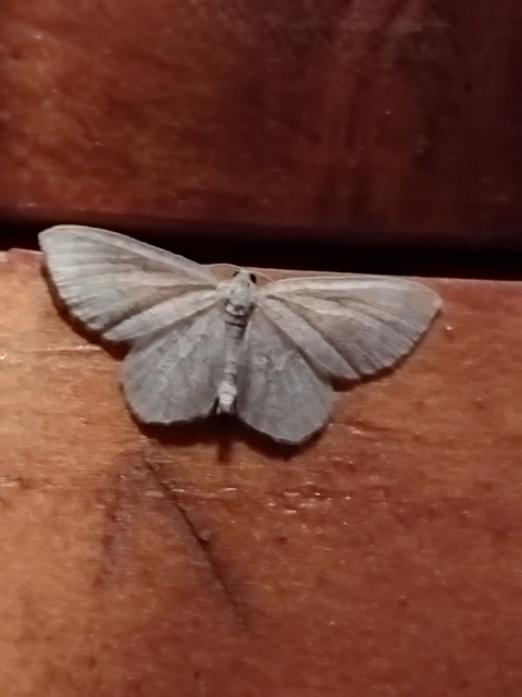 Asthena albulata - gyertyán-fehéraraszoló