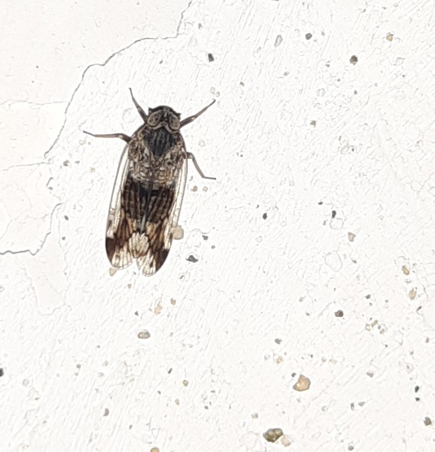 Cixiidae - recéskabócák