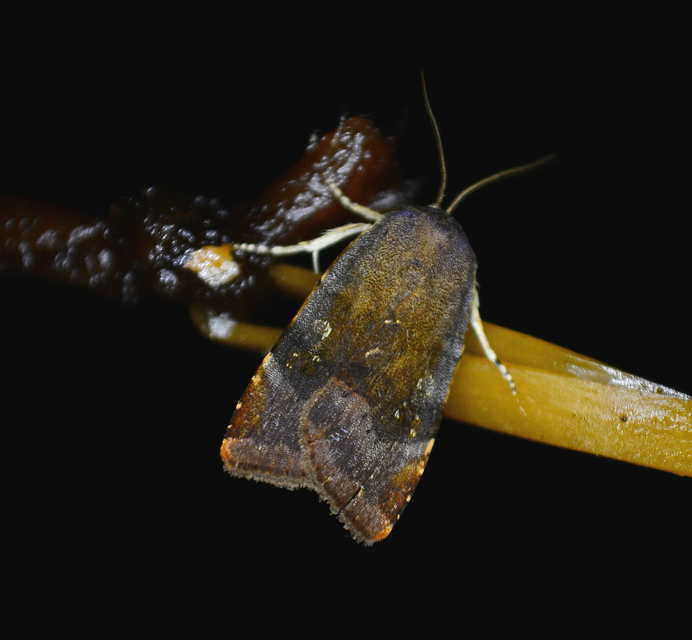Noctua janthe/janthina
