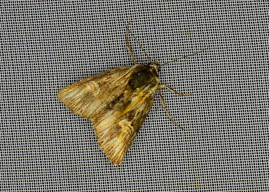 Actinotia polyodon - nagy sugarasbagoly