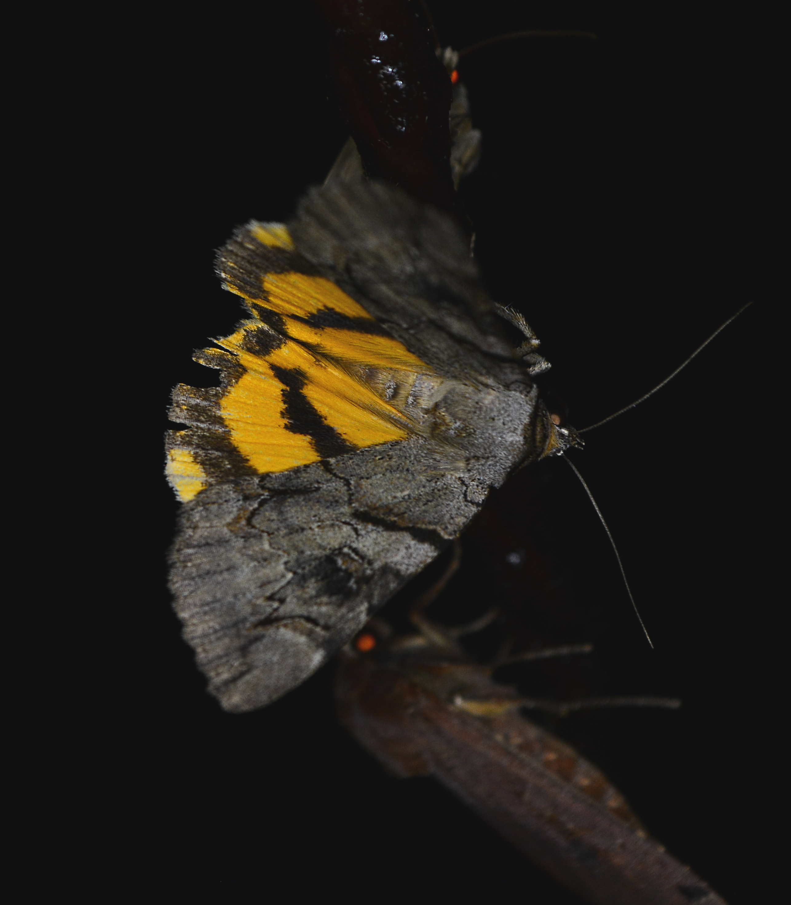Catocala hymenaea - kökény-övesbagoly