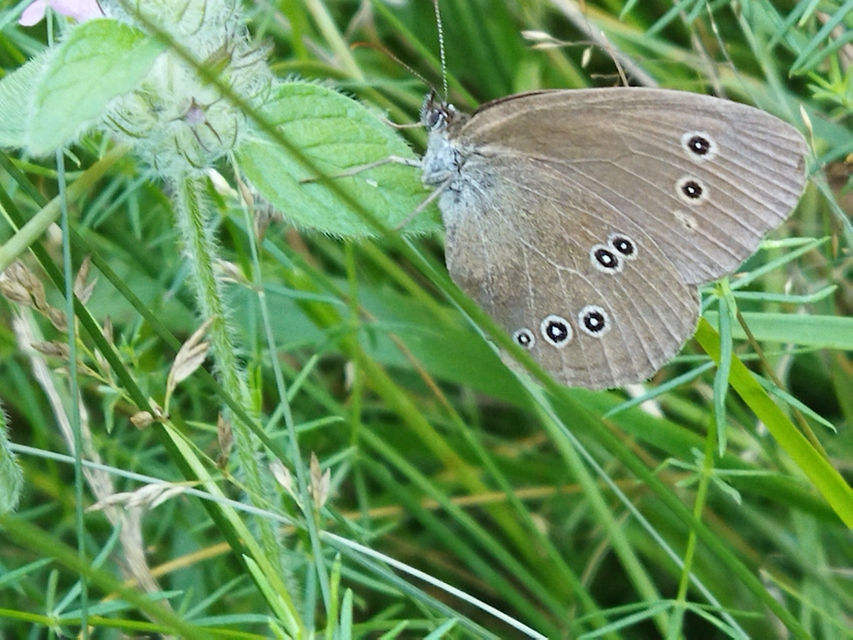 Aphantopus hyperanthus - közönséges ökörszemlepke