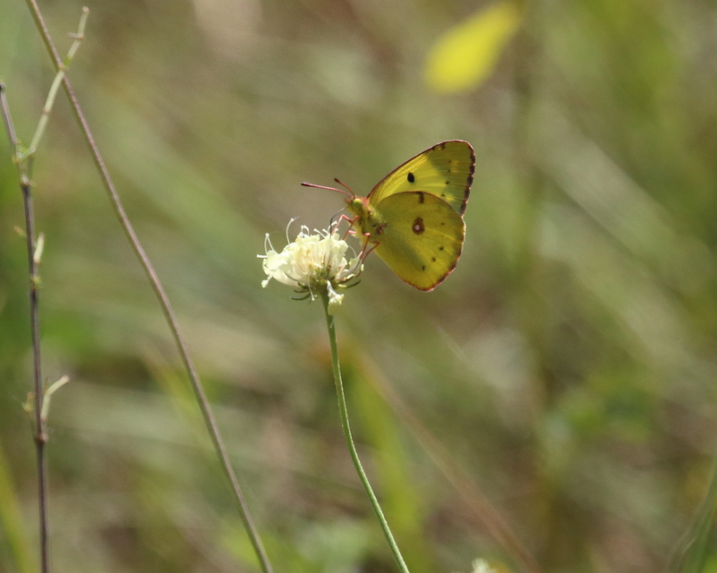 Colias alfacariensis - déli kéneslepke