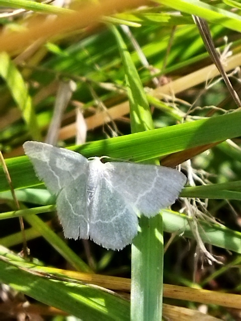 Chlorissa viridata/cloraria