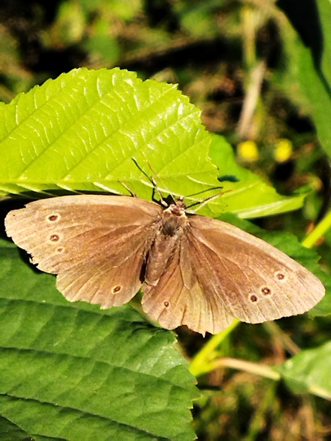 Aphantopus hyperanthus - közönséges ökörszemlepke