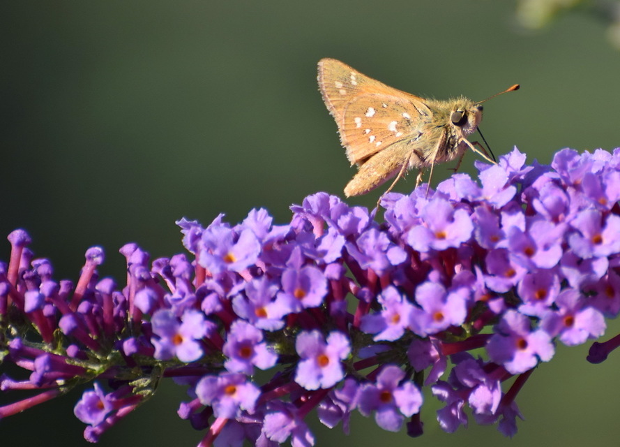Hesperia comma - vesszős busalepke