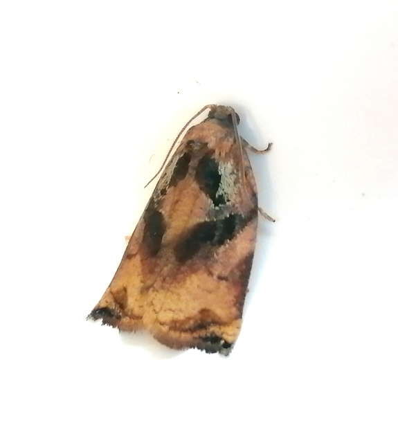 Archips podana - dudvarágó sodrómoly