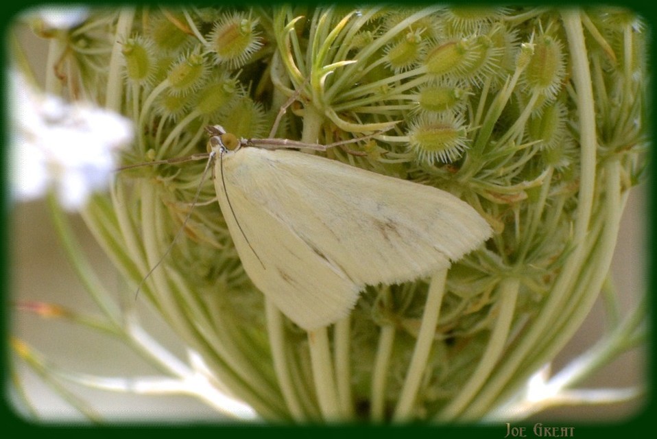 Sitochroa palealis - kénszárnyú dudvamoly