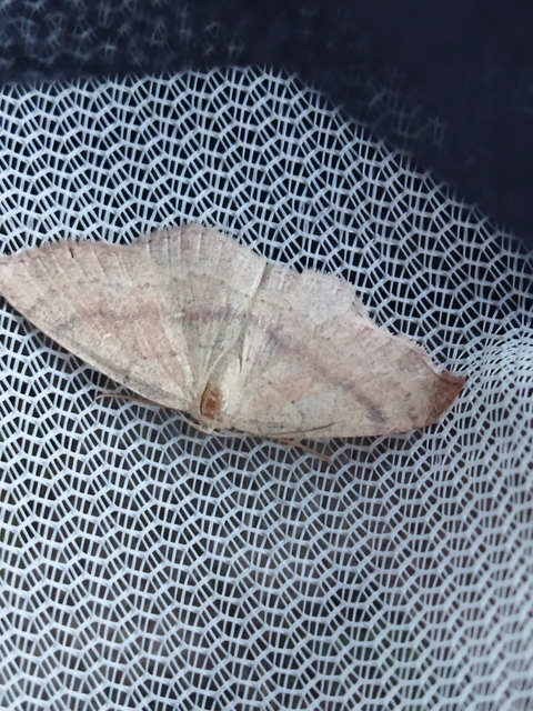 Cyclophora linearia - vonalas pettyesaraszoló
