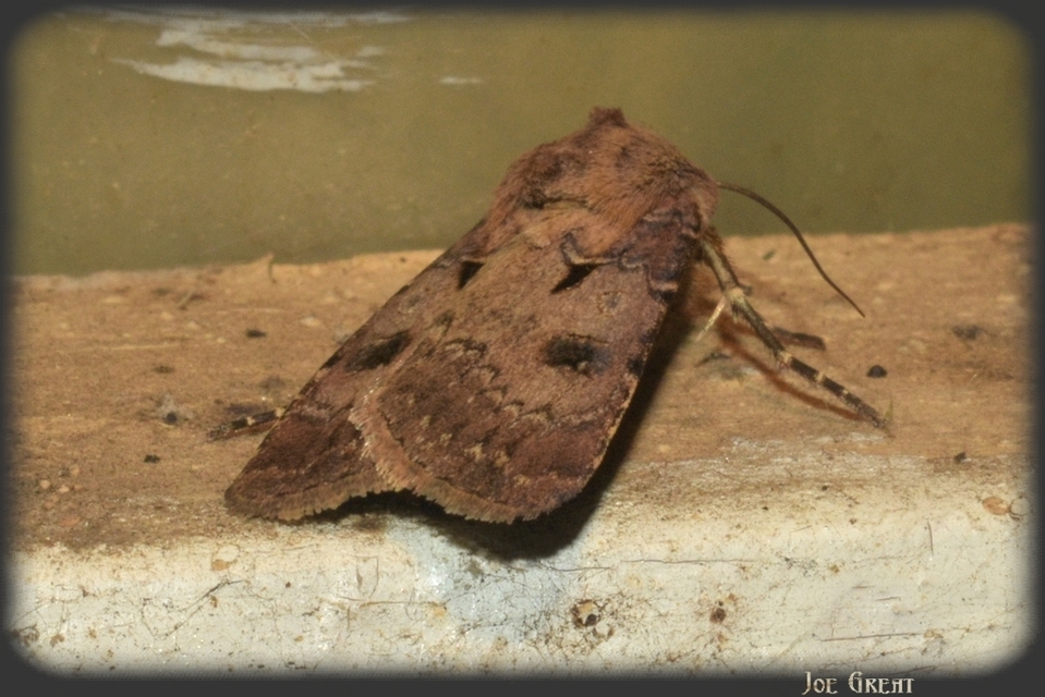 Agrotis exclamationis - felkiáltójeles földibagoly
