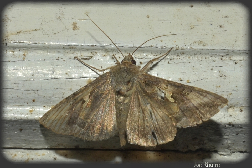 Autographa gamma - gammalepke