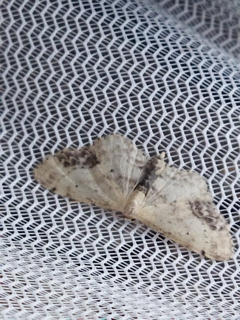 Idaea dimidiata - gyakori apróaraszoló