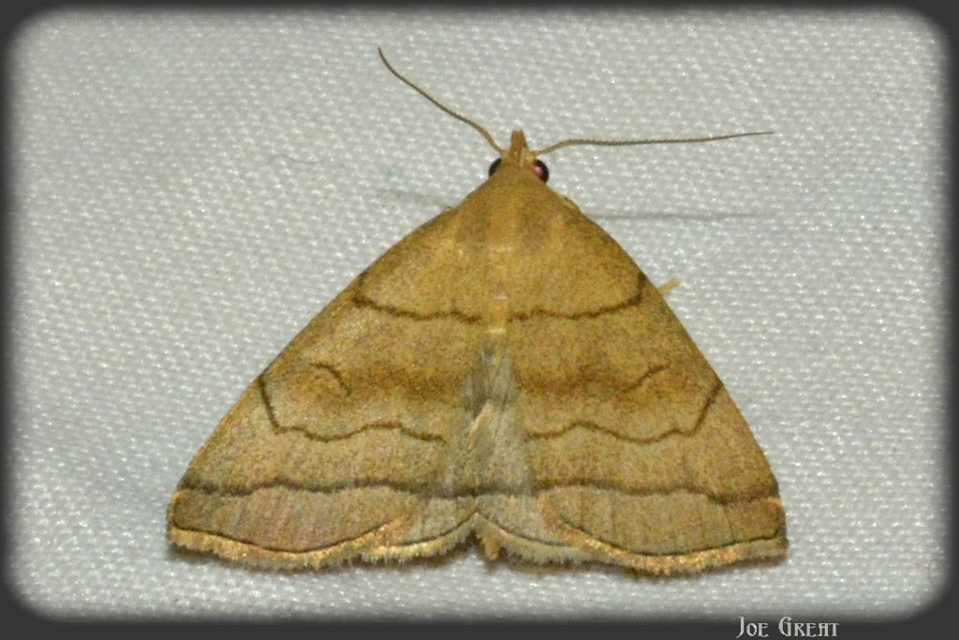Herminia tarsicrinalis - szőröslábú karcsúbagoly