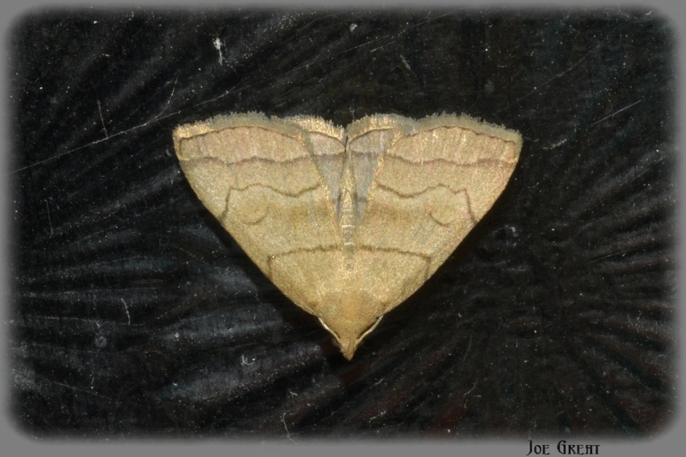 Herminia tarsicrinalis - szőröslábú karcsúbagoly