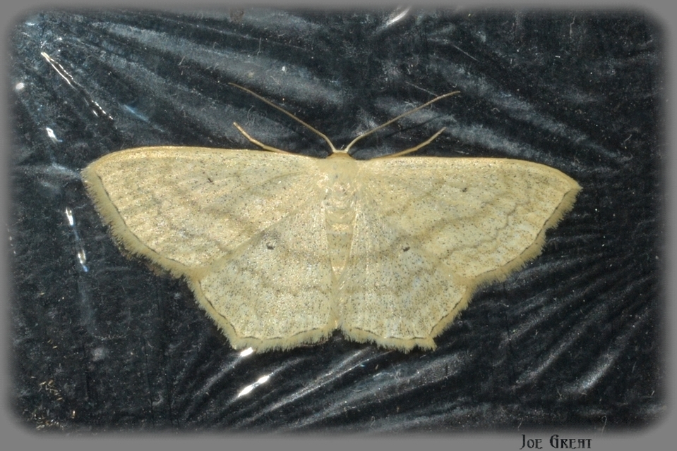 Scopula nigropunctata - feketepettyes araszoló