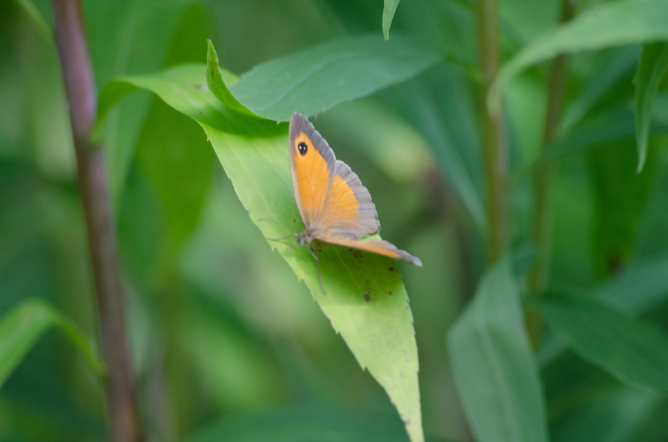 Pyronia tithonus - kis ökörszemlepke