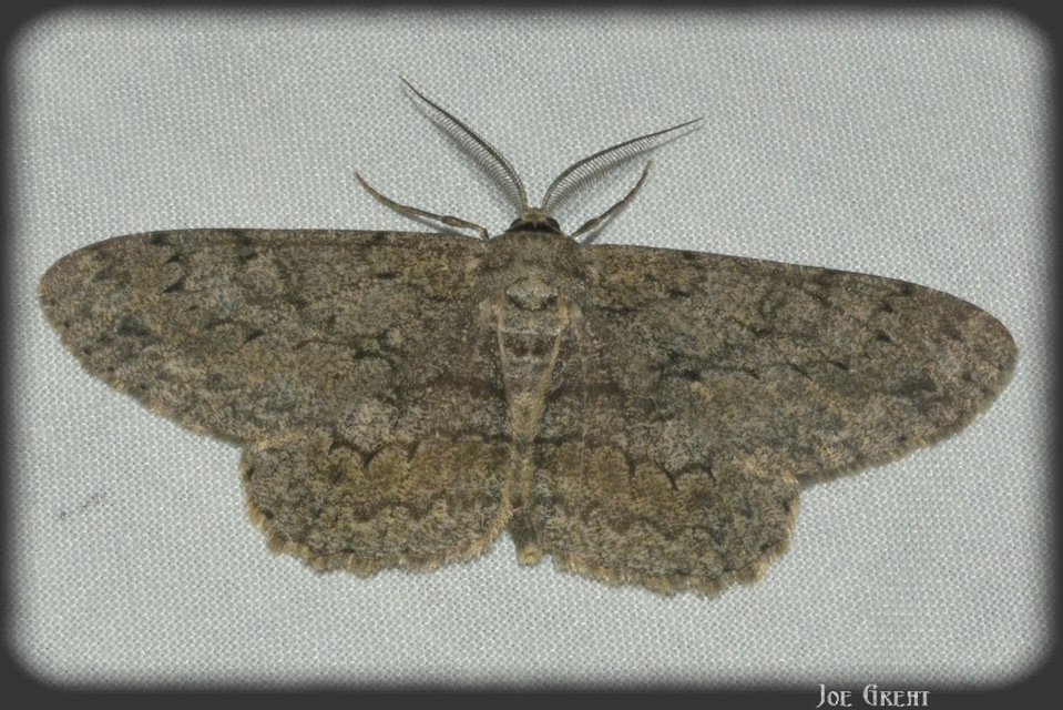 Hypomecis punctinalis - pettyes faaraszoló