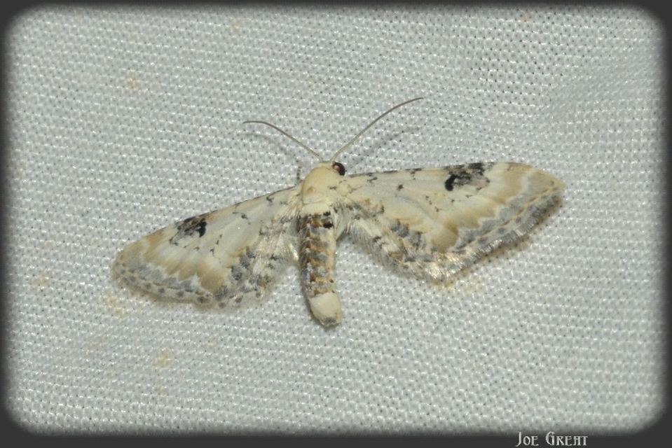 Eupithecia centaureata - búzavirág-törpearaszoló
