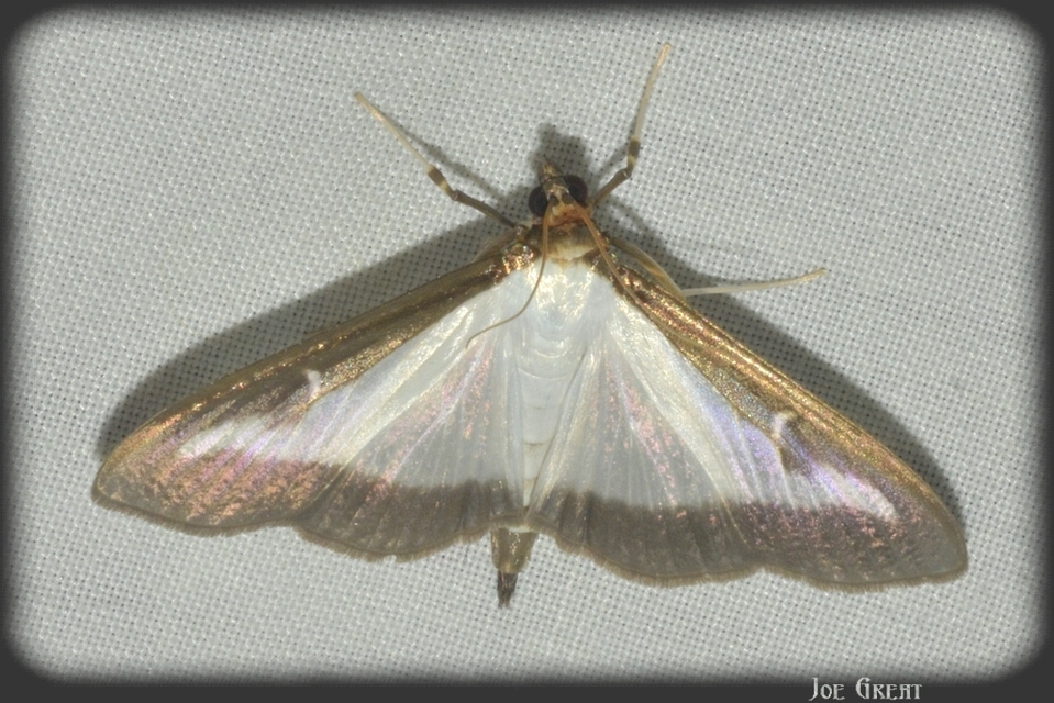 Cydalima perspectalis - puszpáng-tűzmoly