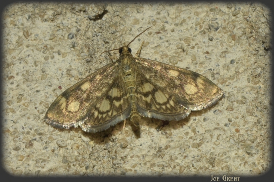 Anania coronata - koronás dudvamoly