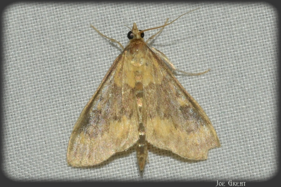 Ostrinia nubilalis - kukoricamoly