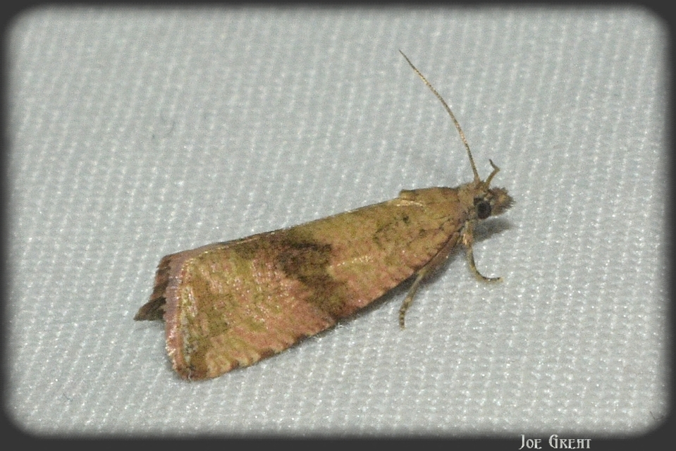 Celypha striana - pitypangfúró tükrösmoly