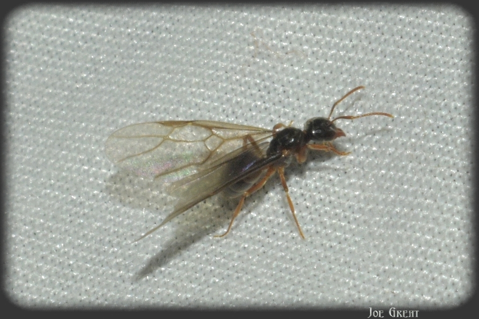 Lasius