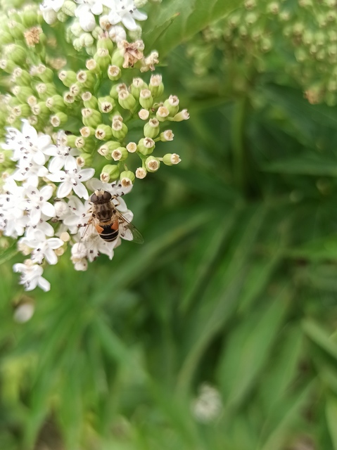 Eristalis arbustorum - fehérarcú herelégy