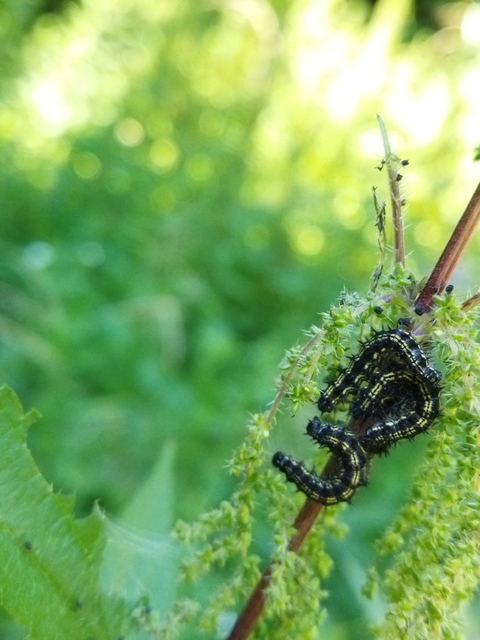 Nymphalis urticae - kis rókalepke
