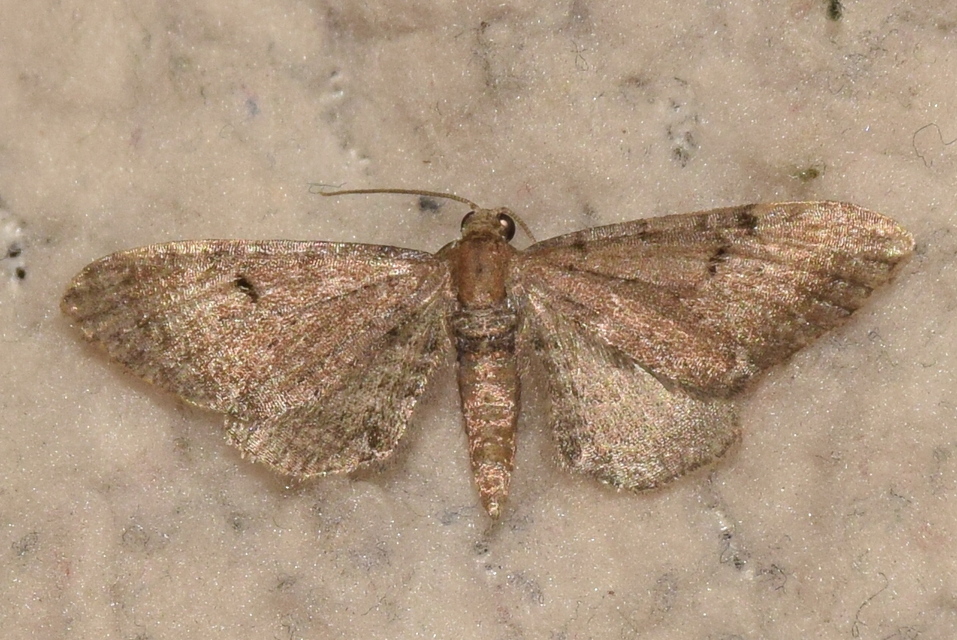 Eupithecia absinthiata - üröm-törpearaszoló