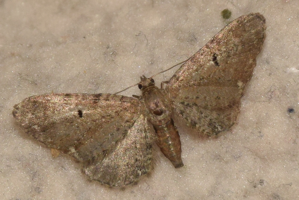 Eupithecia absinthiata - üröm-törpearaszoló