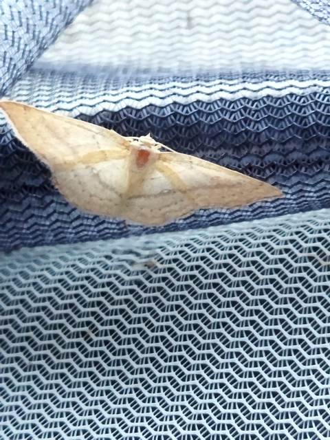 Cyclophora linearia - vonalas pettyesaraszoló