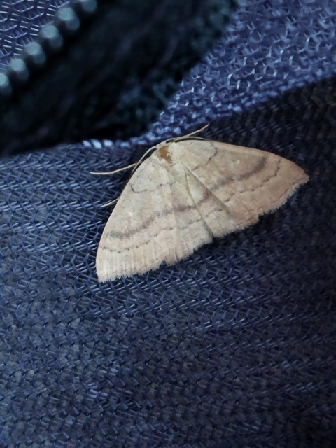 Cyclophora linearia - vonalas pettyesaraszoló