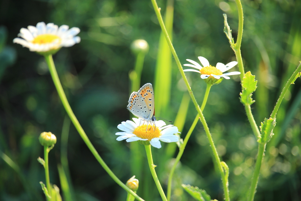 Lycaena thersamon - kis tűzlepke