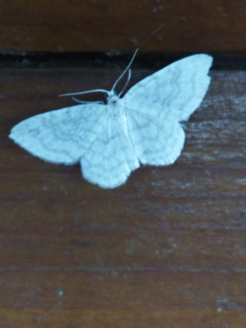Asthena albulata - gyertyán-fehéraraszoló