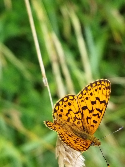 Boloria selene - fakó gyöngyházlepke