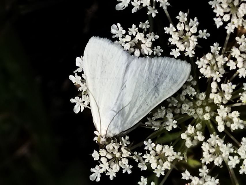 Sitochroa palealis - kénszárnyú dudvamoly