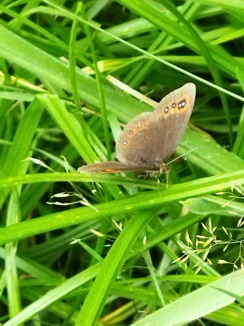 Erebia aethiops - közönséges szerecsenlepke